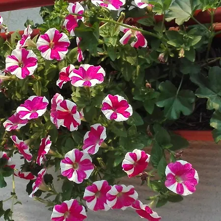 With Parking Space Brodarica, - 21888 *